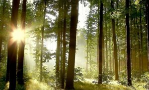 Longing for Eden, return to heaven.
